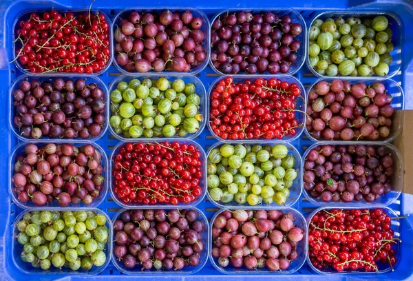 市面上有大量覆盆子 红醋栗及山莓 — 图库照片