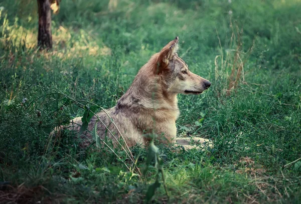 Grey wolf sitting in the grass outdoor