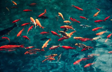 Japon sazan balıkları gölette yüzer.