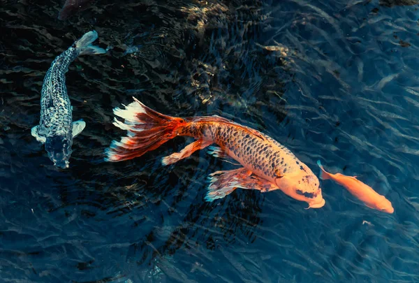 Японські Риби Кої Плавають Ставку — стокове фото