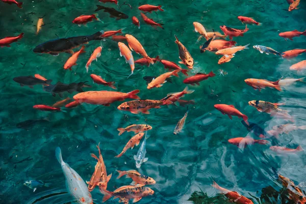 Japonês Koi Carpa Peixes Nadar Lagoa Fotos De Bancos De Imagens Sem Royalties