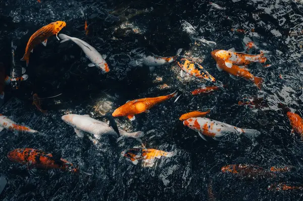 Japanische Koi Karpfenfische Schwimmen Pon lizenzfreie Stockbilder