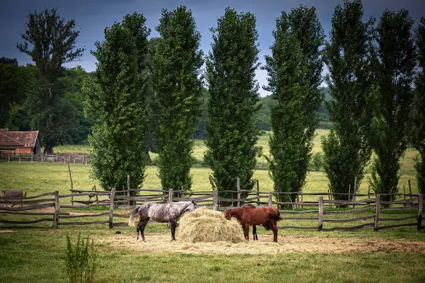 Gruppe Von Pferden Freien Auf Der Ranch lizenzfreie Stockfotos