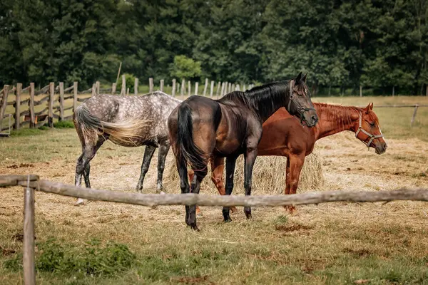 Gruppe Von Pferden Freien Auf Der Ranch Stockbild