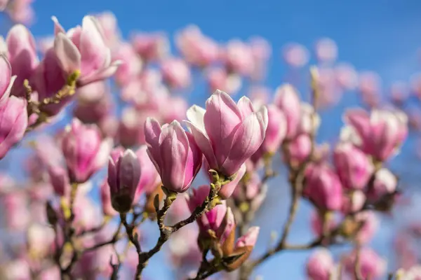 Részlet Virágzó Magnólia Tavasszal Jogdíjmentes Stock Képek