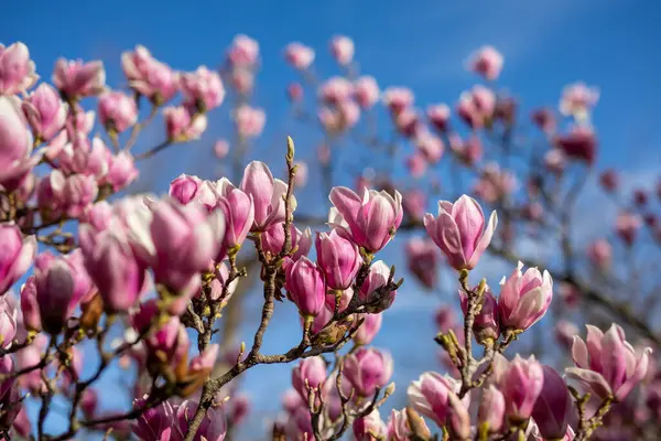 Baharda Çiçek Açan Manolya Ağacının Ayrıntıları Stok Fotoğraf