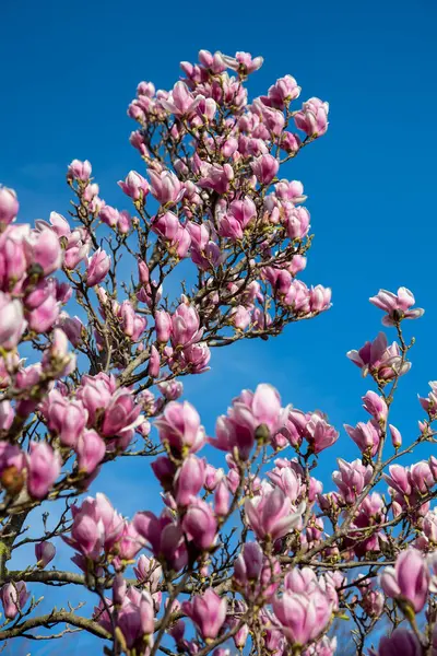 春に咲くマグノリアの木の詳細 ロイヤリティフリーのストック写真