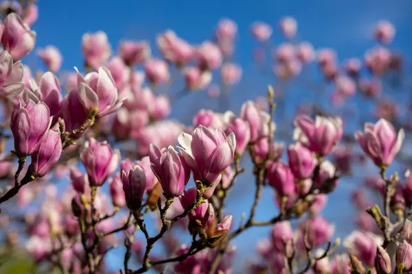 Detalj Blommande Magnolia Träd Våren Royaltyfria Stockbilder
