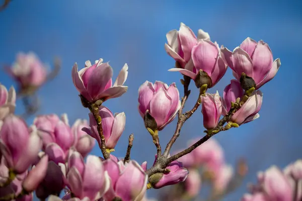 Detail Blooming Magnolia Tree Spring Royalty Free Stock Photos
