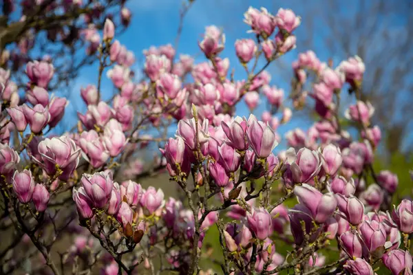 春天里盛开的木兰花树的细部 图库图片
