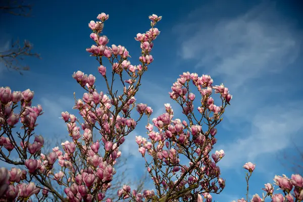春に咲くマグノリアの木の詳細 ストック画像