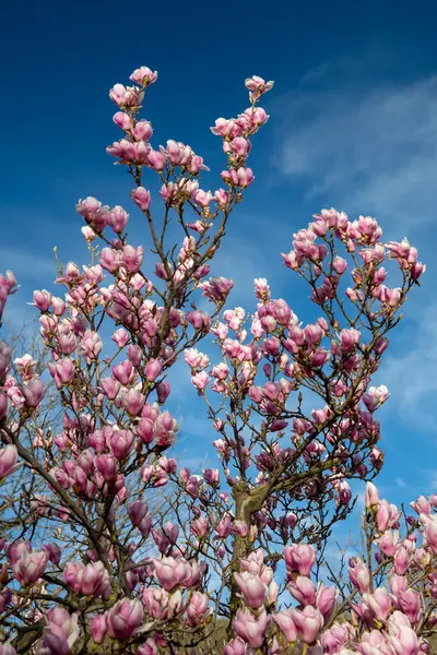 Detalj Blommande Magnolia Träd Våren Royaltyfria Stockfoton