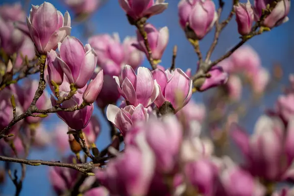 Detalj Blommande Magnolia Träd Våren Stockfoto