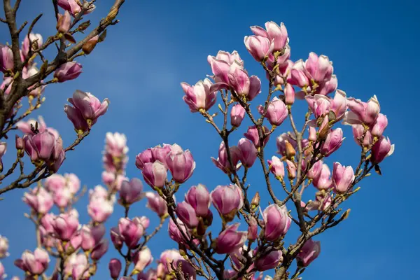 春天里盛开的木兰花树的细部 图库照片
