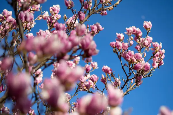 Detalj Blommande Magnolia Träd Våren Royaltyfria Stockbilder