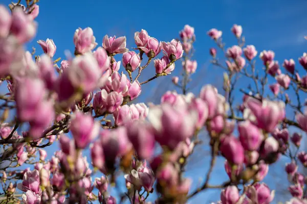 Detalj Blommande Magnolia Träd Våren Stockbild
