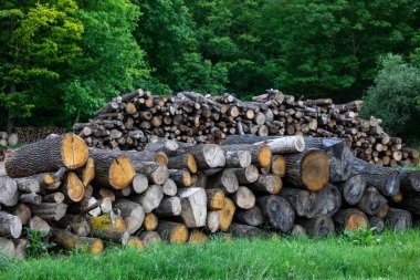 Yangın orman orman kenarında