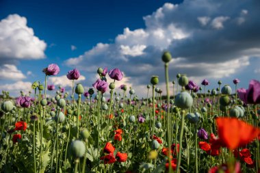 Mor gelincik tarlasına karşı mavi bulutlu gökyüzü. Rüzgârlı bir günde olgunlaşmamış tohum kafalar ile Papaver 'a çiçek açmak. Olgunlaşmış mavi gelincik çiçekleri ve tarımda kabuklular. Çubuklu tıbbi bitkiler.