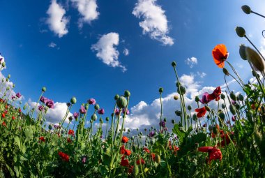 Mor gelincik tarlasına karşı mavi bulutlu gökyüzü. Rüzgârlı bir günde olgunlaşmamış tohum kafalar ile Papaver 'a çiçek açmak. Olgunlaşmış mavi gelincik çiçekleri ve tarımda kabuklular. Çubuklu tıbbi bitkiler.