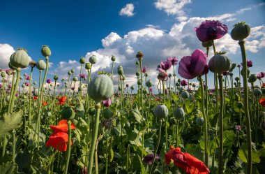 Mor gelincik tarlasına karşı mavi bulutlu gökyüzü. Rüzgârlı bir günde olgunlaşmamış tohum kafalar ile Papaver 'a çiçek açmak. Olgunlaşmış mavi gelincik çiçekleri ve tarımda kabuklular. Çubuklu tıbbi bitkiler.
