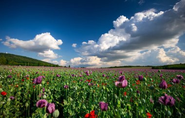 Mor gelincik tarlasına karşı mavi bulutlu gökyüzü. Rüzgârlı bir günde olgunlaşmamış tohum kafalar ile Papaver 'a çiçek açmak. Olgunlaşmış mavi gelincik çiçekleri ve tarımda kabuklular. Çubuklu tıbbi bitkiler.