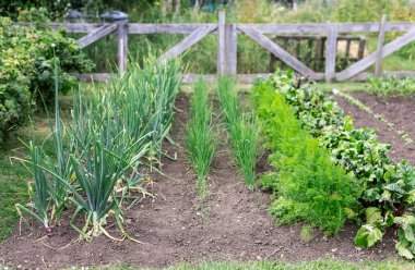 Soğanlı, maydanozlu ve pazılı küçük sebze bahçesi.