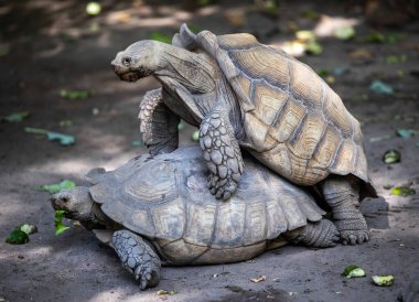 İki kaplumbağa hayvanat bahçesinde çiftleşiyor.