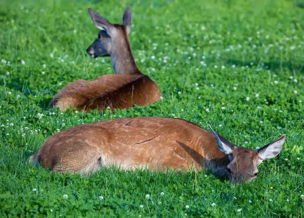 stock image Three roe deers relax in meadow