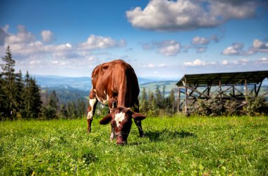 Peacefully grazing cow in hilly farm in summer clipart