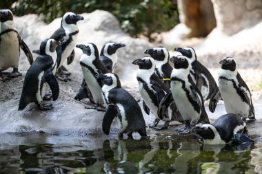 Hayvanat bahçesinde bir grup sevimli penguen