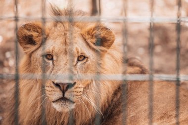 Portrait of male lion behind cage in zoo clipart