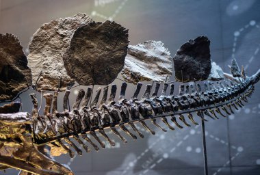 Tarih öncesi Stegosaurus dinozor kuyruğunun ayrıntıları