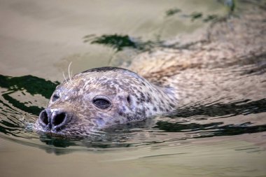 Şirin fok hayvanat bahçesinde suda yüzer.