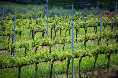 Üzüm bağındaki dalda bir demet üzüm