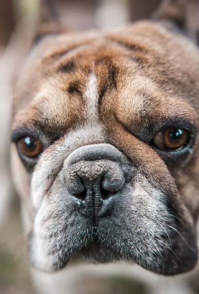Şirin bir köpek portresi.