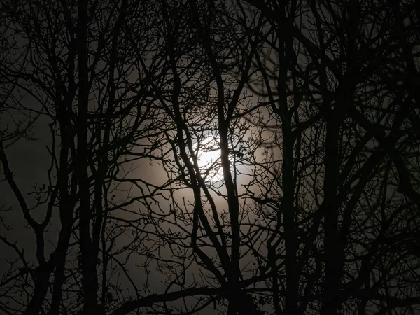 Full Moon through trees, with hazy clouds on February 5th 2023 in Sussex.
