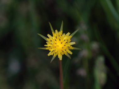 Yellow Salsify or Goatsbeard in flower