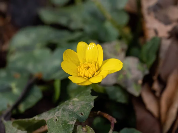 Tavaszi Virágzás Kis Celandine Angol Erdőben — Stock Fotó