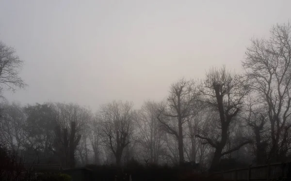 Träd Dimma Tidigt Vintern — Stockfoto