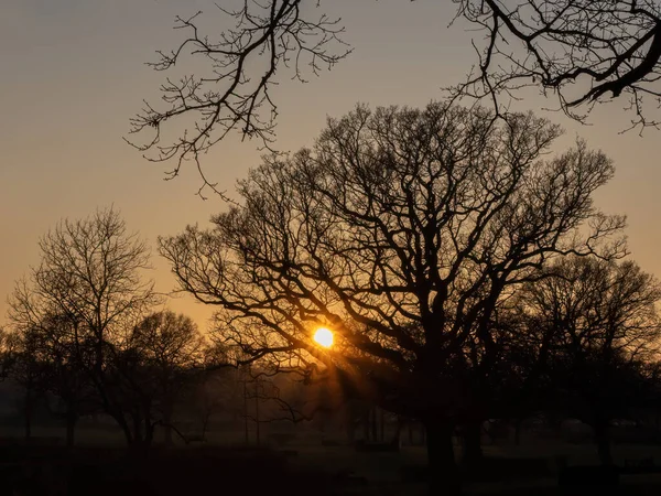 Zimní Západ Slunce Mezi Stromy Sussexu Anglie — Stock fotografie