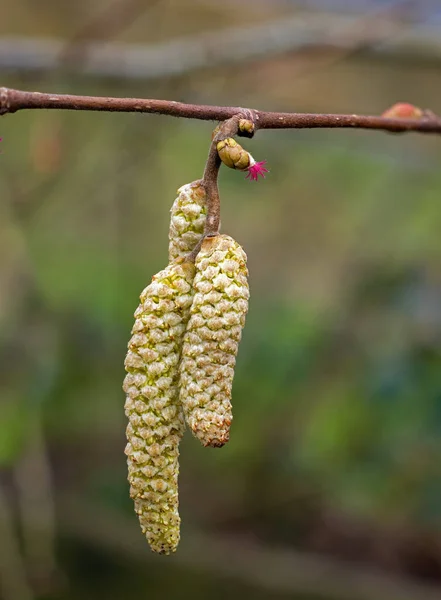 Haselnussbaum Zeigt Männliche Und Weibliche Kätzchenblüten — Stockfoto