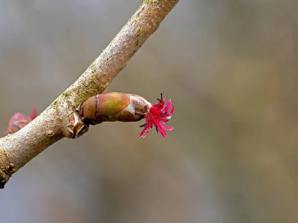 Hazel Ağacının Kırmızı Dişi Çiçeği — Stok fotoğraf