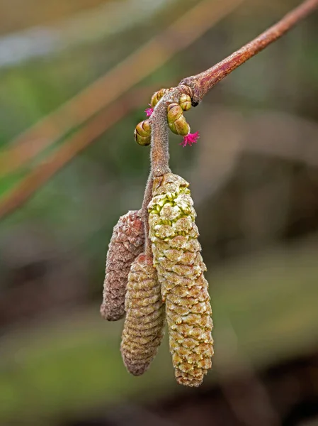 Цветы Азеля Длинные Котята Самцы Маленькие Красные Самочки — стоковое фото