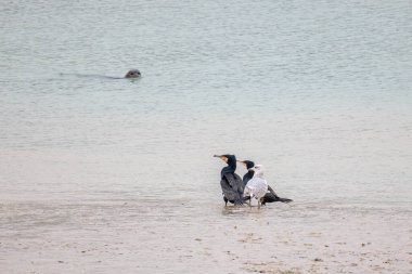 Liman Mührü, Sovereign Harbour, Eastbouren, Sussex 'te Karabataklar ve Ringa Martıları' nı izliyor..