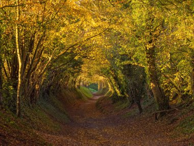 View South West along the tree tunnel at Halnaker, in West Sussex. clipart