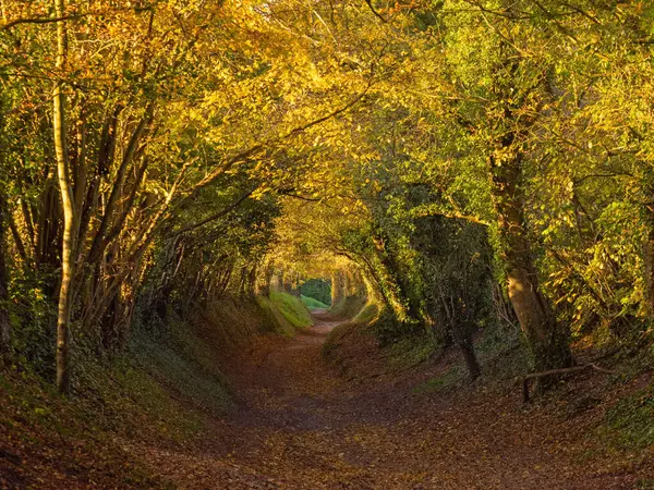 View South West Tree Tunnel Halnaker West Sussex Stock Photo