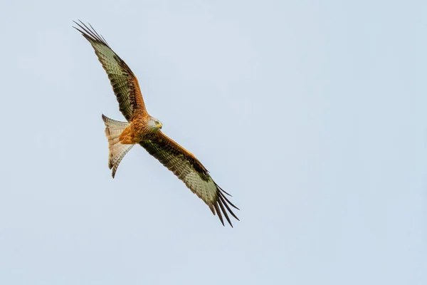 Red Kite at a location in Wales, where a large number of Red Kites are fed daily.