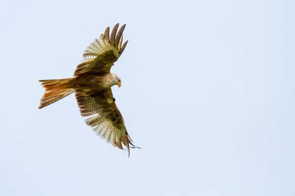 Red Kite at a location in Wales, where a large number of Red Kites are fed daily.