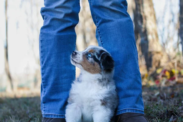 Güzel Genç Erkek Mavi Merle Avustralyalı Çoban Köpeği Bir Kadının — Stok fotoğraf