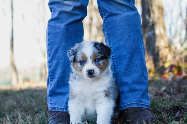 Vacker Ung Hane Blue Merle Australian Shepherd Hund Valp Sitter — Stockfoto